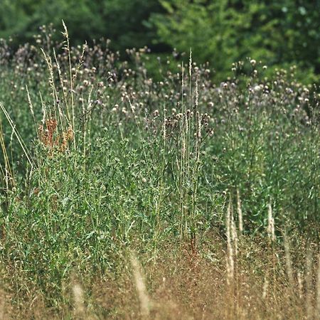 domki w lesie Gdańsk 35 km Bozepole Krolewskie Zewnętrze zdjęcie